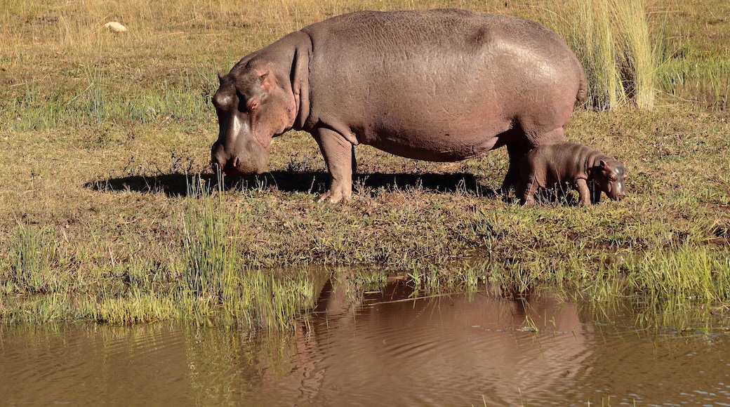 Right before spotting the leopard (see other pic) we got to see hippo mummy and baby out of the water. Soo cute. #lifeatexpedia