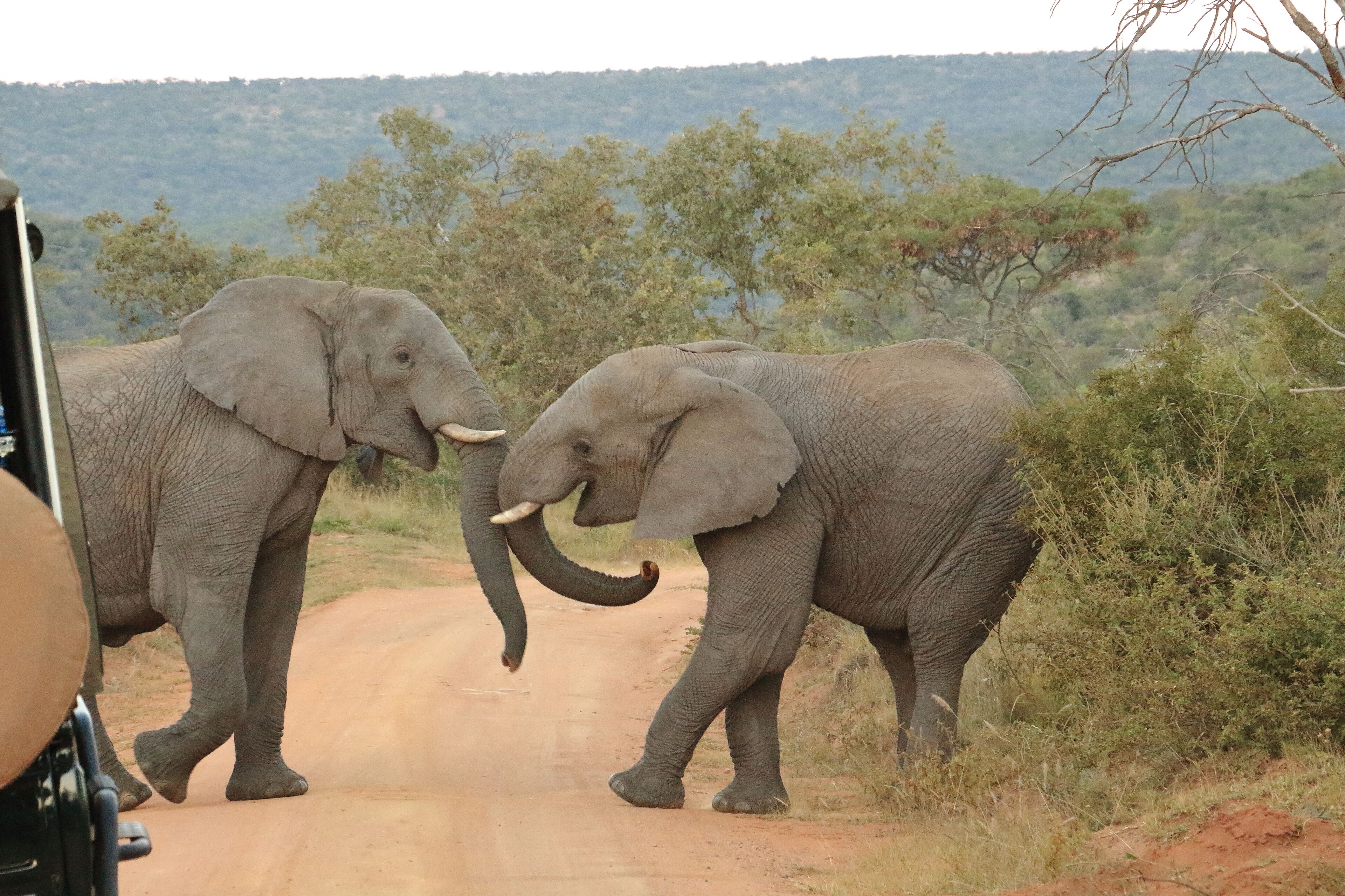 Wonderful place, with wonderful park rangers. On the way back to our lodge, we witnessed this elephant bull fight. Adventure happens anywhere in there. #lifeatexpedia