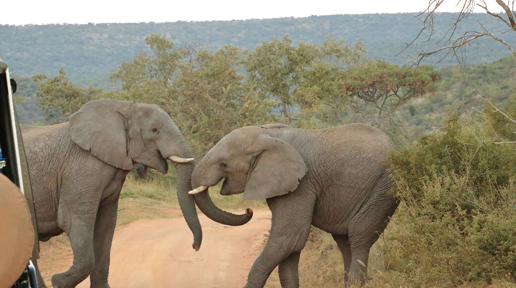 Wonderful place, with wonderful park rangers. On the way back to our lodge, we witnessed this elephant bull fight. Adventure happens anywhere in there. #lifeatexpedia