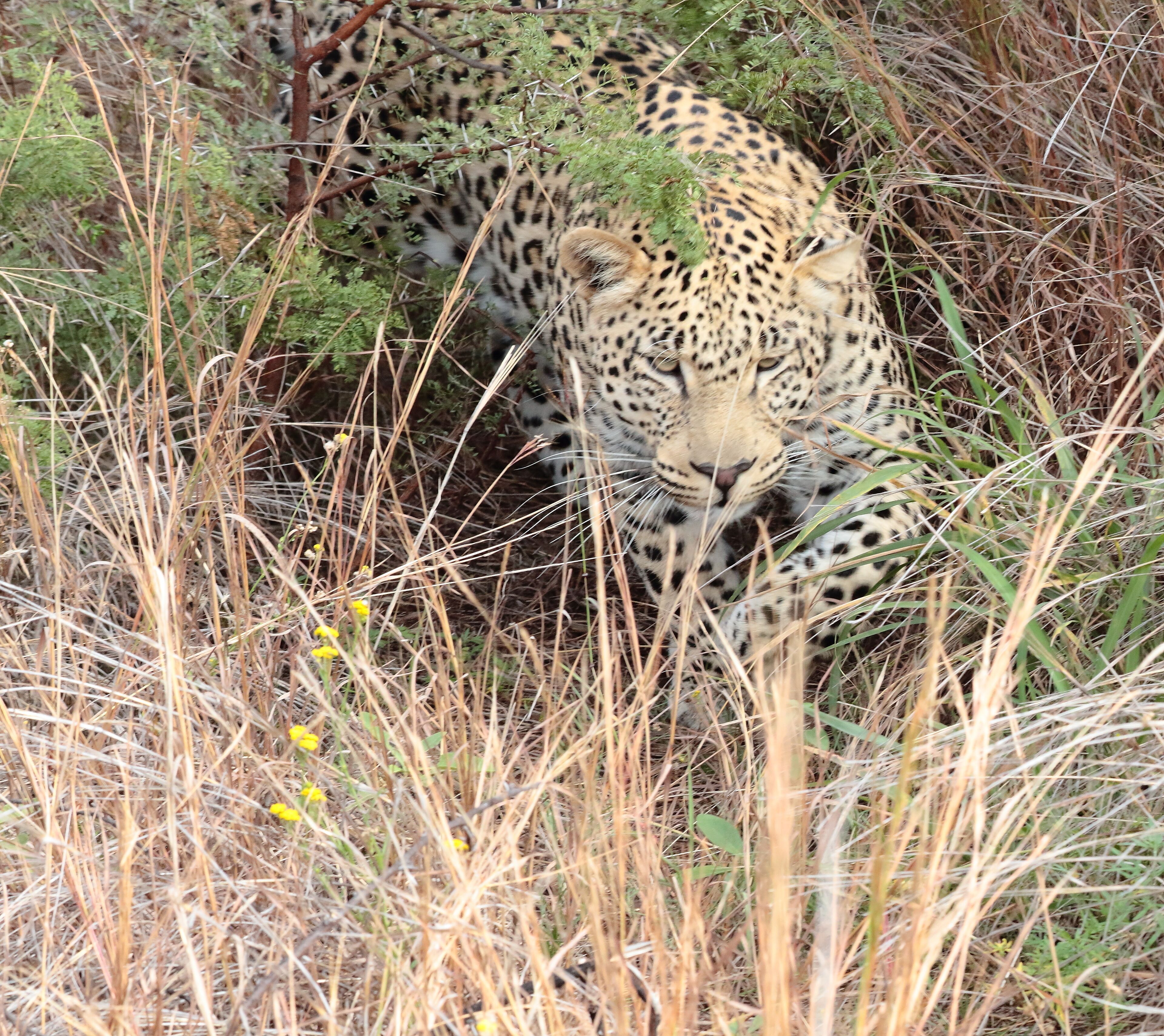 Took to Welgevonden hoping to see this one. We had just stop for a light snack when bushmen and park rangers shouted "leopard, leopard"; we rushed back to the truck and our amazing driver blocked the other vehicules so we could witness this beast come out of the bush. I was at the back of the truck and he walked out in front of me. Soo intense. #lifeatexpedia.