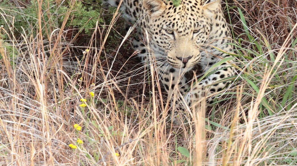 Took to Welgevonden hoping to see this one. We had just stop for a light snack when bushmen and park rangers shouted "leopard, leopard"; we rushed back to the truck and our amazing driver blocked the other vehicules so we could witness this beast come out of the bush. I was at the back of the truck and he walked out in front of me. Soo intense. #lifeatexpedia.