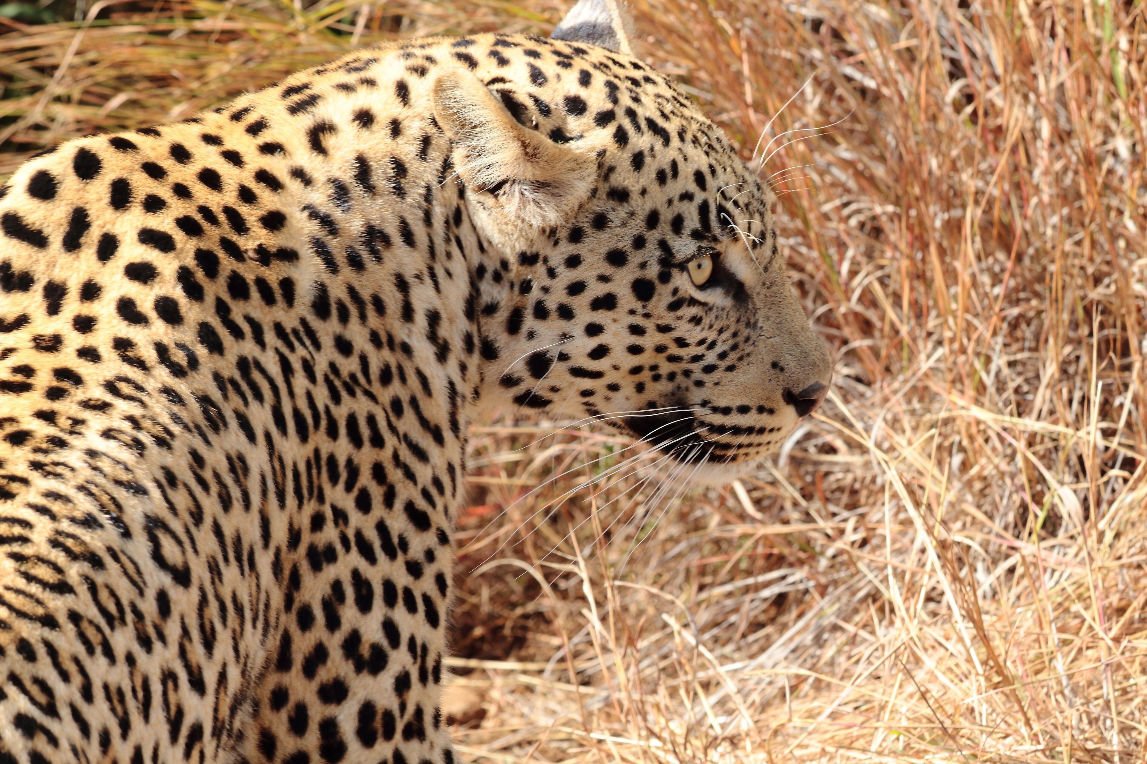 Took to Welgevonden hoping to see this one. We had just stop for a light snack when bushmen and park rangers shouted &quot;leopard, leopard&quot;; we rushed back to the truck and our amazing driver blocked the other vehicules so we could witness this beast come out of the bush. I was at the back of the truck and he walked out in front of me. Soo intense. #lifeatexpedia.