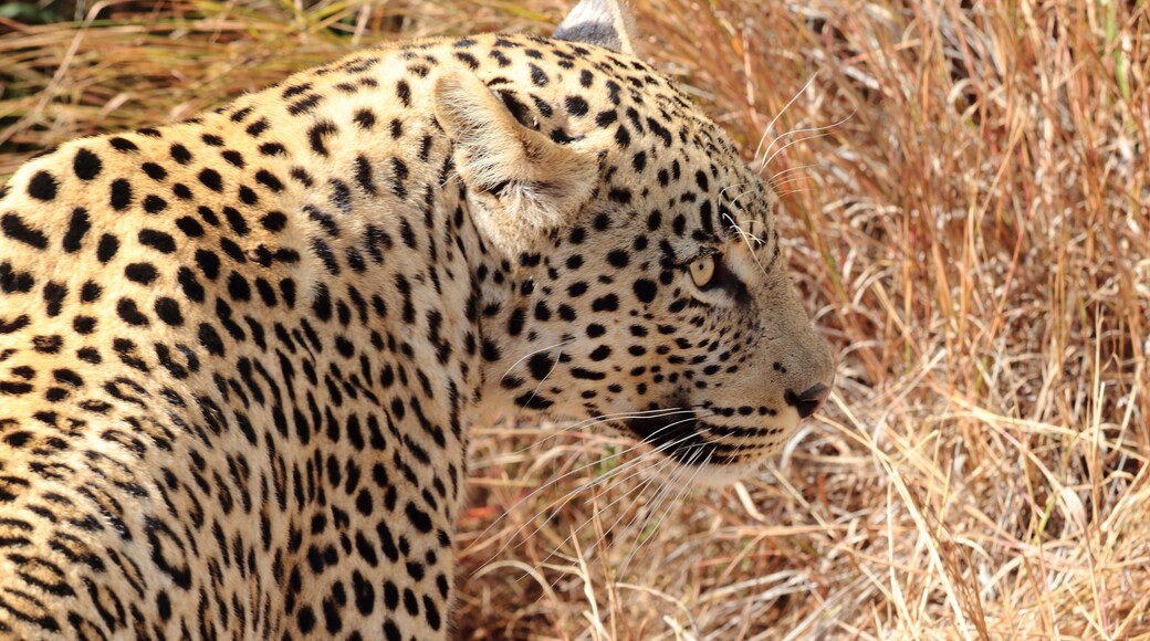 Took to Welgevonden hoping to see this one. We had just stop for a light snack when bushmen and park rangers shouted "leopard, leopard"; we rushed back to the truck and our amazing driver blocked the other vehicules so we could witness this beast come out of the bush. I was at the back of the truck and he walked out in front of me. Soo intense. #lifeatexpedia.