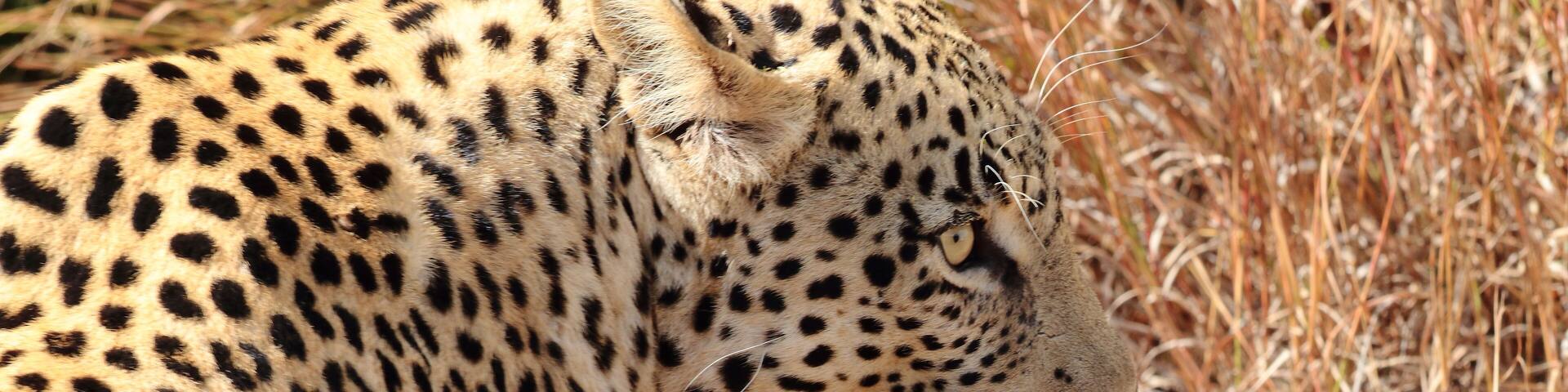 Took to Welgevonden hoping to see this one. We had just stop for a light snack when bushmen and park rangers shouted "leopard, leopard"; we rushed back to the truck and our amazing driver blocked the other vehicules so we could witness this beast come out of the bush. I was at the back of the truck and he walked out in front of me. Soo intense. #lifeatexpedia.