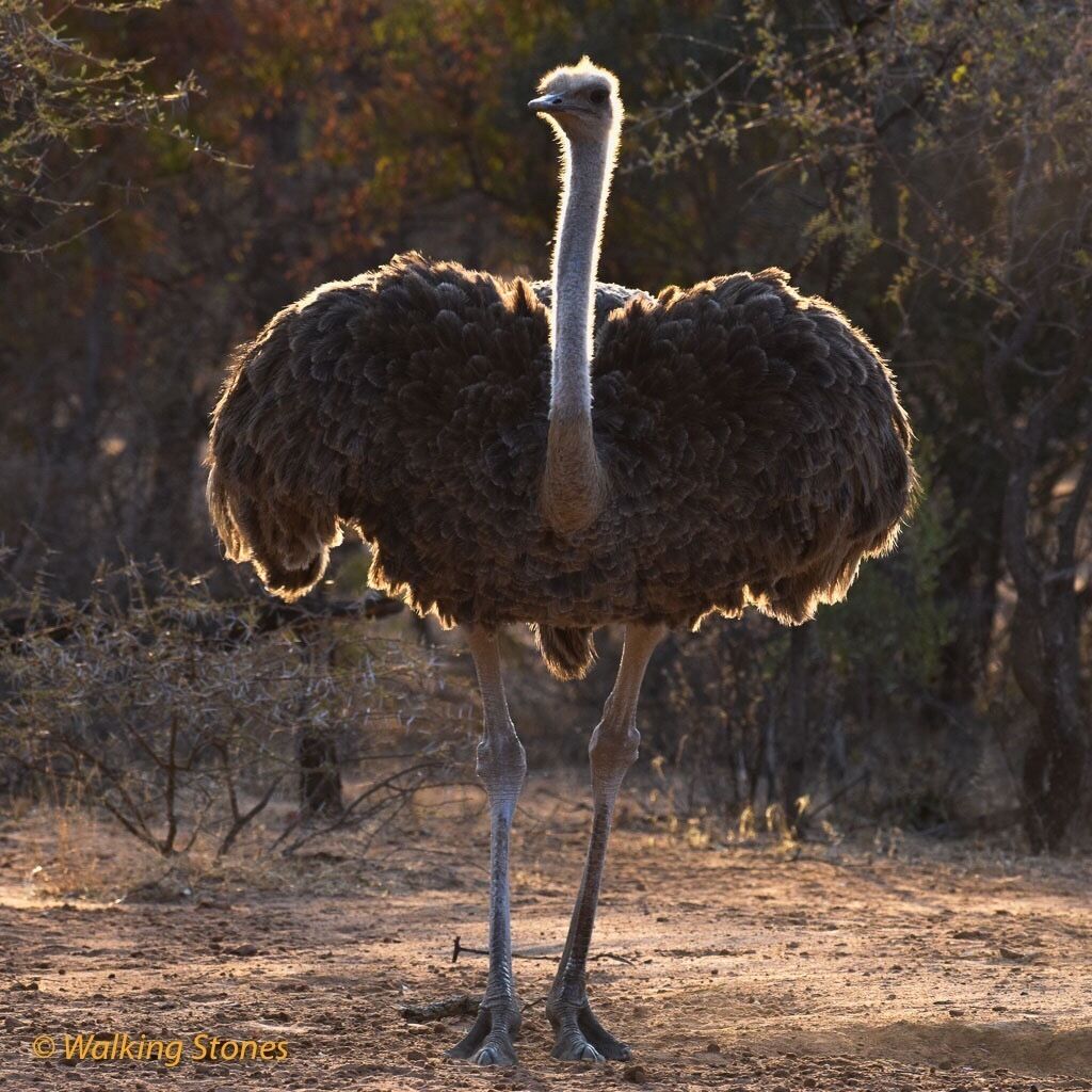 Ostrich in the last rays of sun.

#birds #marakele #safari #kidsfun #outdoor #familytrips