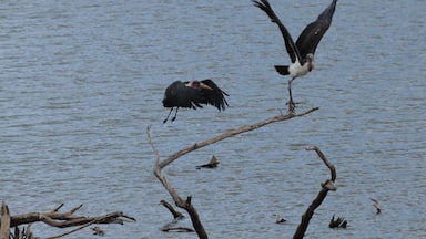 Called this one "move away". As we were heading back to the way out, stopped by the lake to check on the marabou birds. Looks like the spot was crowded. #lifeatexpedia