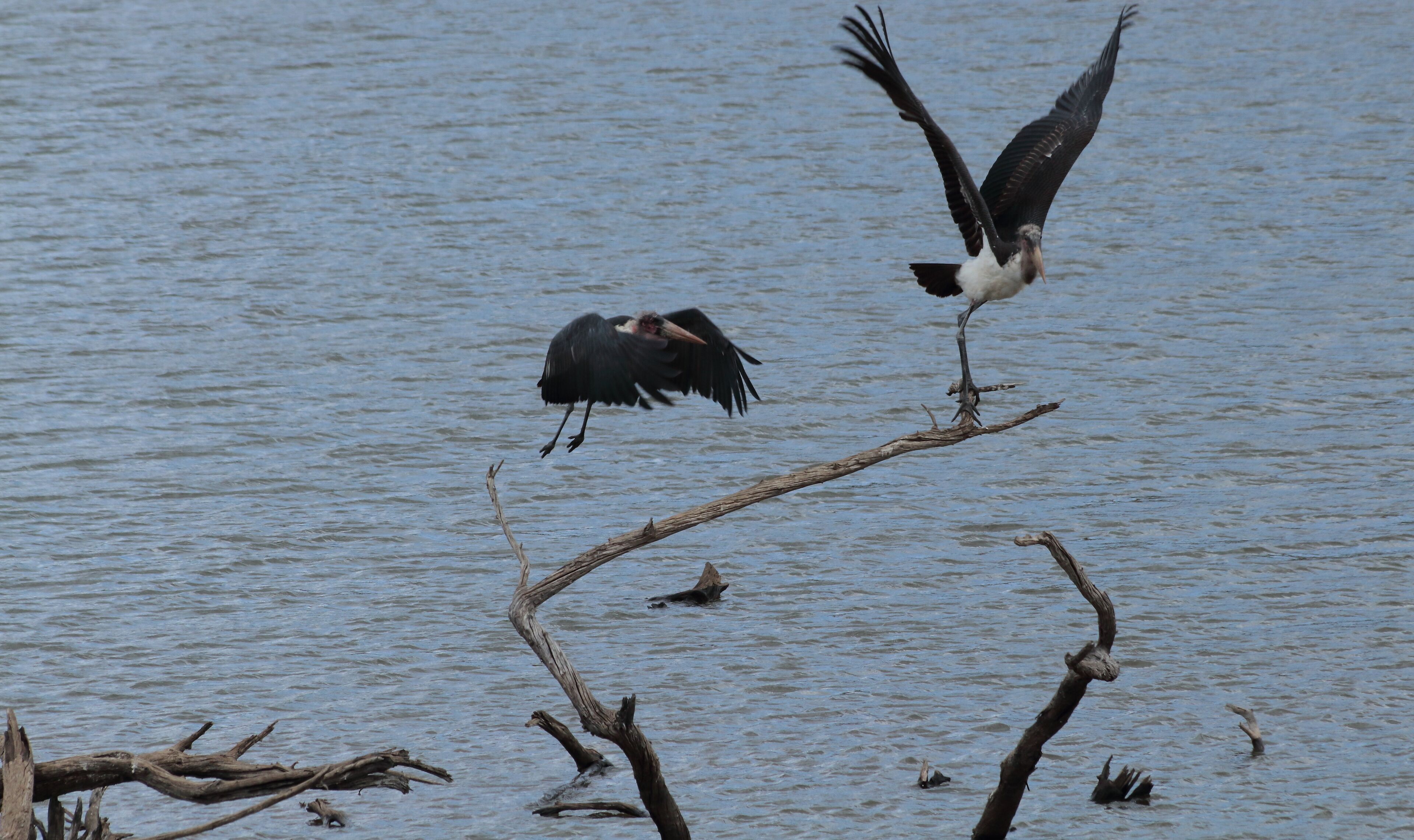 Two birds on a branch over water.