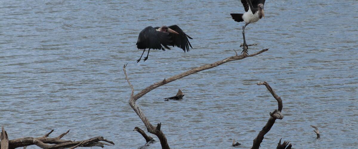 Two birds on a branch over water.