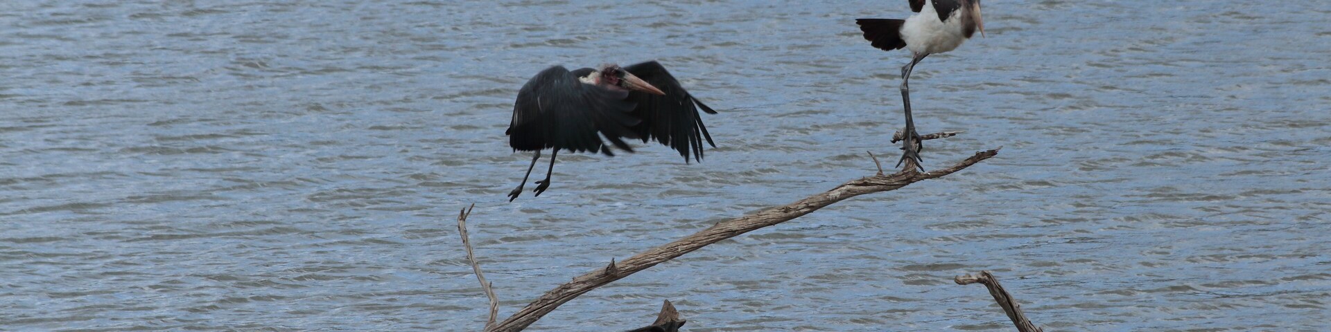 Two birds on a branch over water.