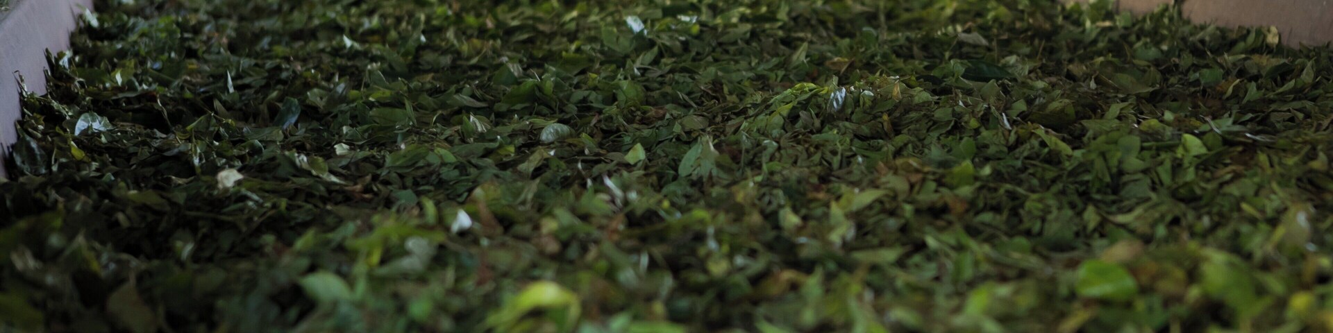 Esteira cheia de folhas verdes, provavelmente folhas de chá, em uma instalação de processamento.