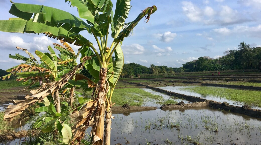 Bananas and Rice fields