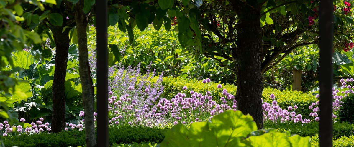 Purple spikes of nepeta racemosa catmint flowers line the path at the stunning fgardens of West Green House, Hampshire, UK