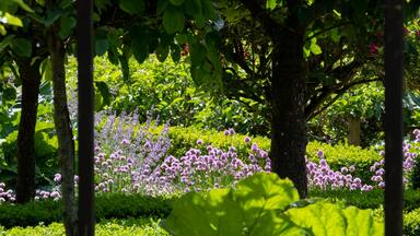 Purple spikes of nepeta racemosa catmint flowers line the path at the stunning fgardens of West Green House, Hampshire, UK