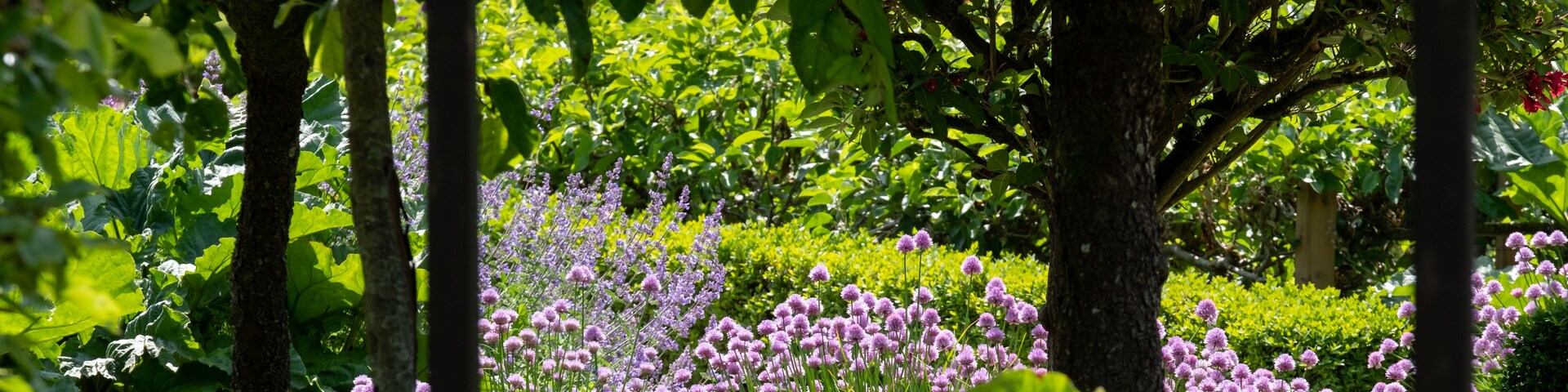 Un jardín con árboles y flores moradas.