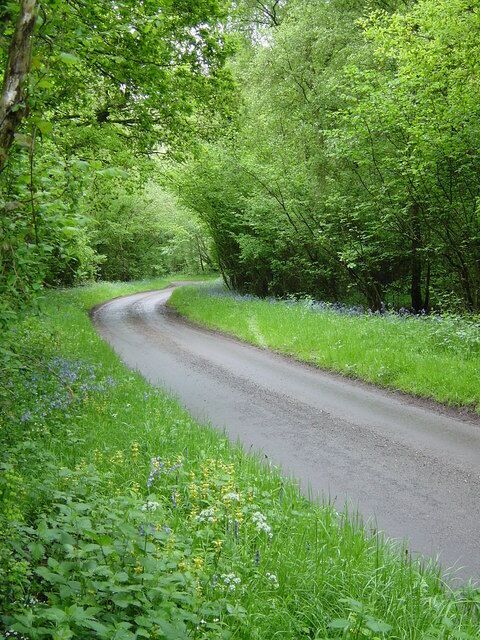 Vinney Copse, Sutton Common. Yellow archangel, bluebells and cow parsley grow beside the unclassified road through Vinney Copse