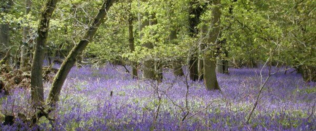 Bluebells in Lower Eversley Copse. Ancient woodland scene