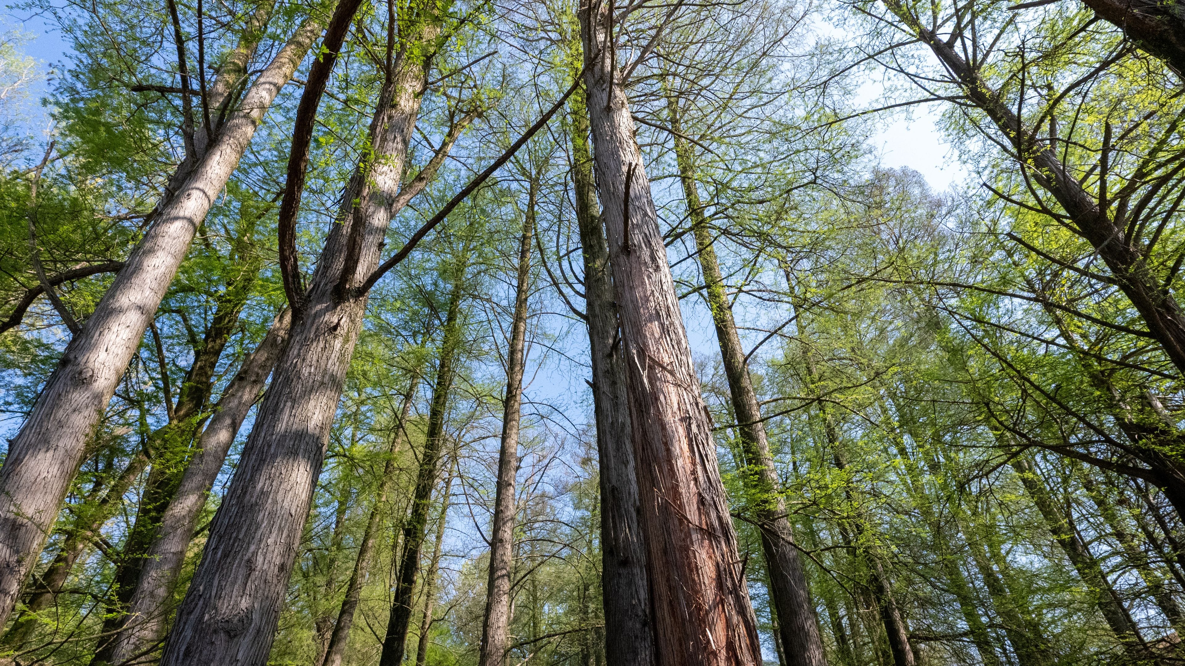 Bosco dei Tassodi di Paratico, Lago d'Iseo, Lombardia - Foresta di cipresso calvo in primavera