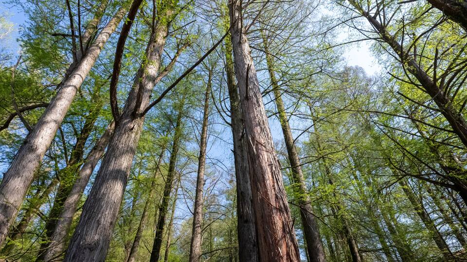 A dense forest with tall trees and a clear blue sky.