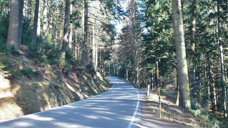 A forested road with tall trees and a clear sky.