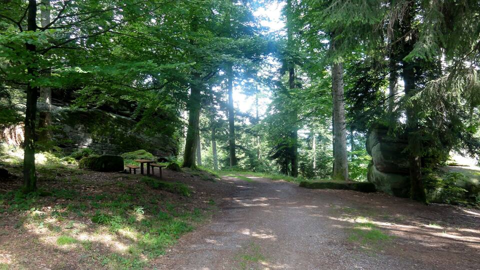 A forested path with a bench and a picnic table.