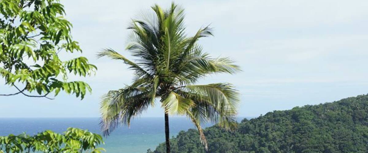 Una palmera, el océano y colinas verdes exuberantes.