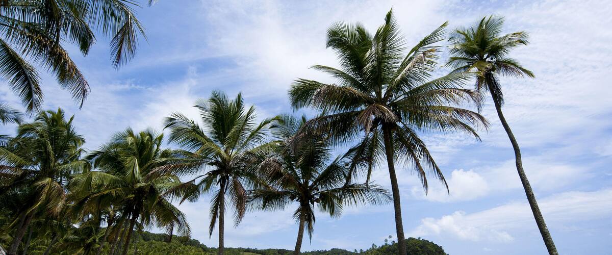 Coconut Prainha - Cocoa Coast. Image shot 01/2012. Exact date unknown.