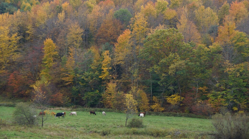 Farm near Delhi New York in autumn