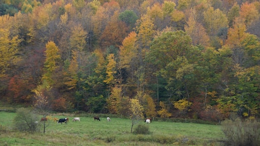 Farm near Delhi New York in autumn