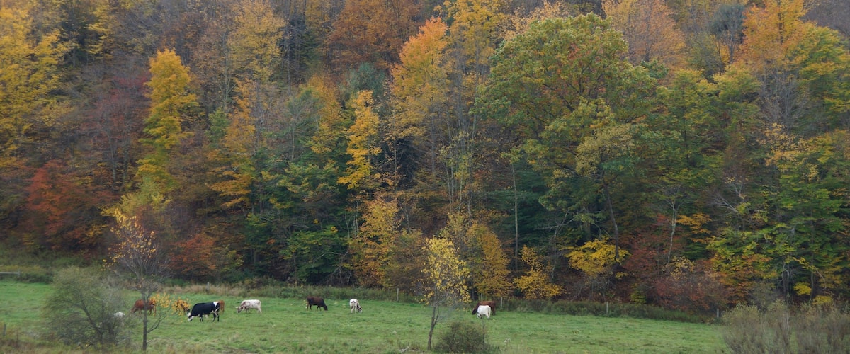 A herd of cows grazing in a field with a backdrop of autumn-colored trees.