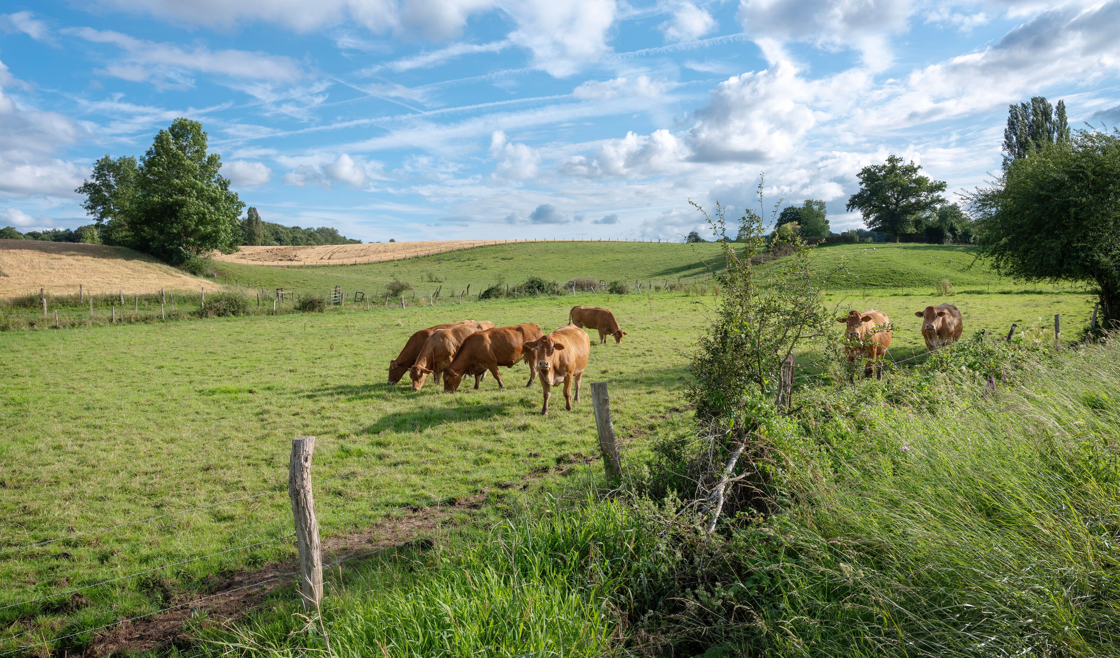 brown cows in meadow between Laon and Saint-Quentin in the north of france