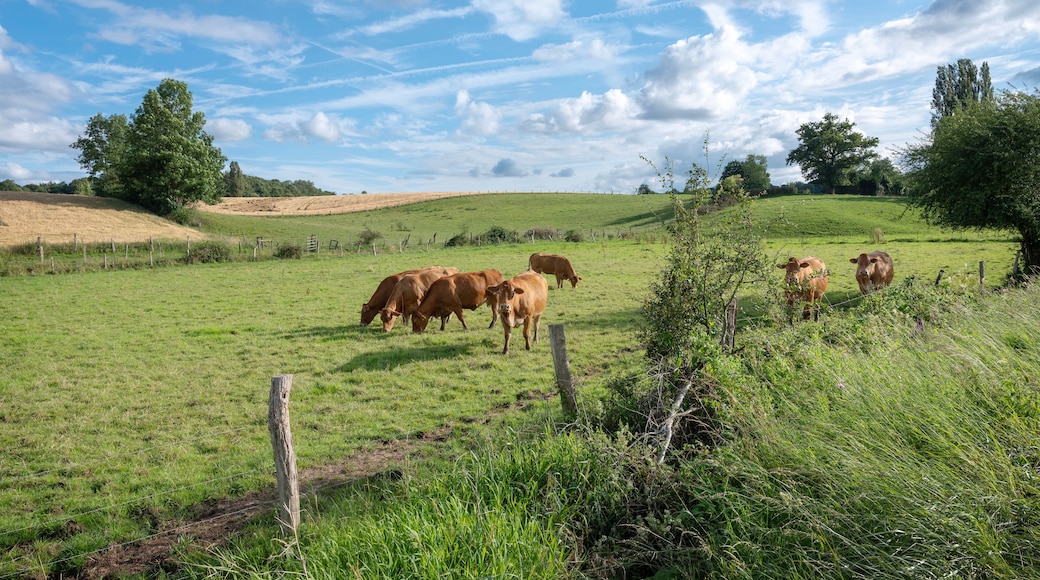 brown cows in meadow between Laon and Saint-Quentin in the north of france