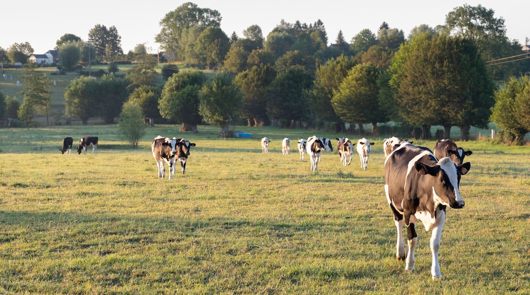 cows in the north of france near saint-quentin and valenciennes