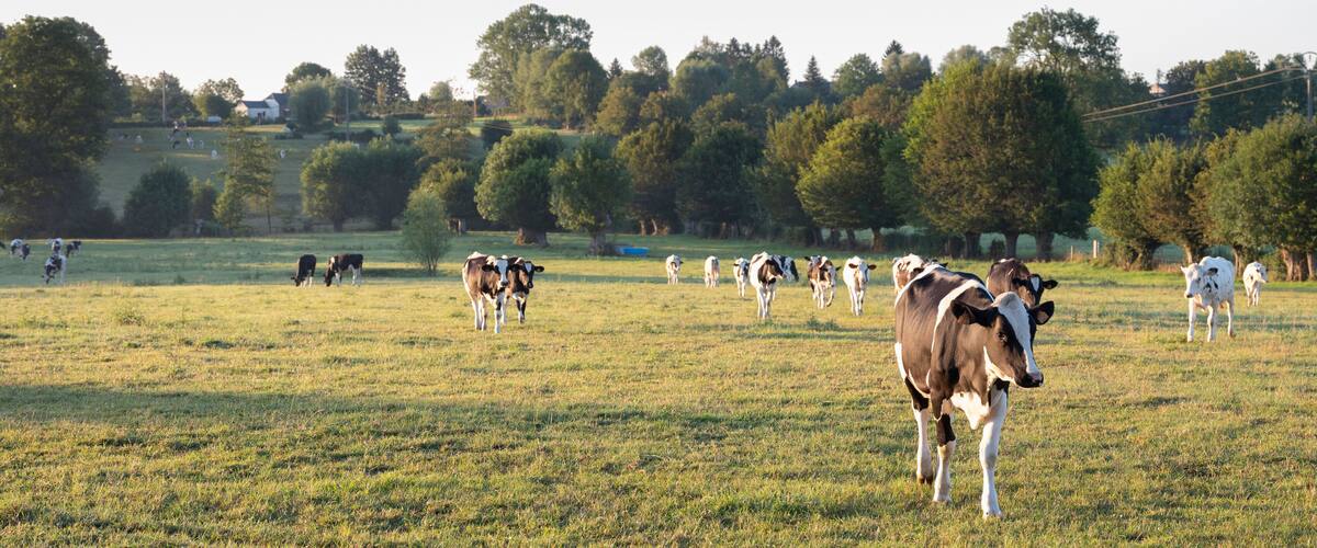 cows in the north of france near saint-quentin and valenciennes
