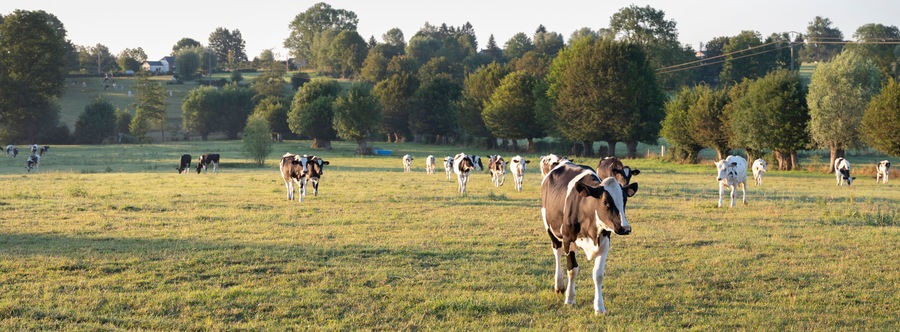 cows in the north of france near saint-quentin and valenciennes