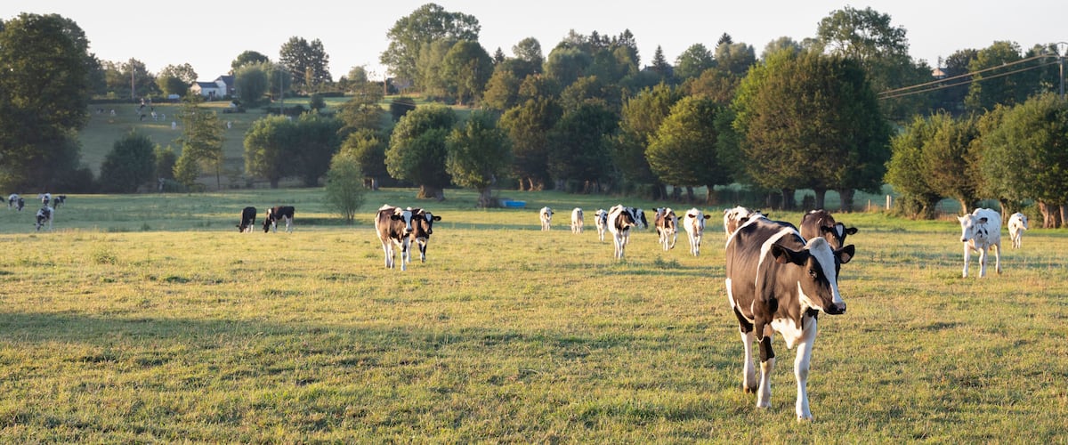 A herd of cows grazing in a grassy field with trees in the background.