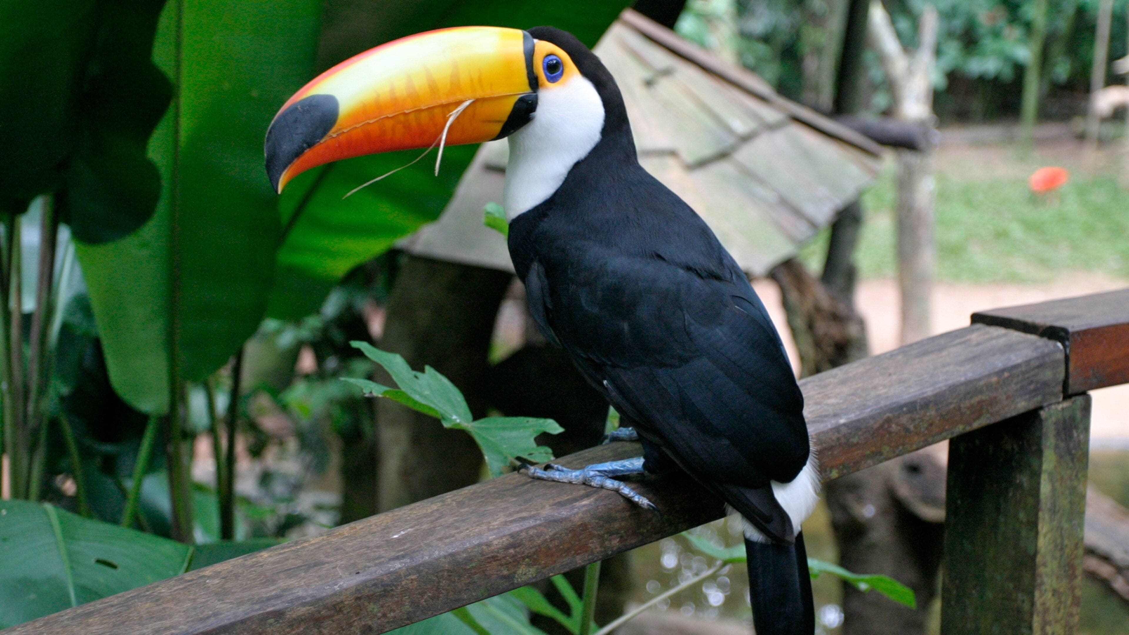 Sur ofreciendo vida de las aves y animales del zoológico