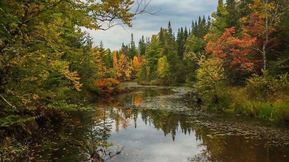 A calm river surrounded by autumn foliage and dense forest.
