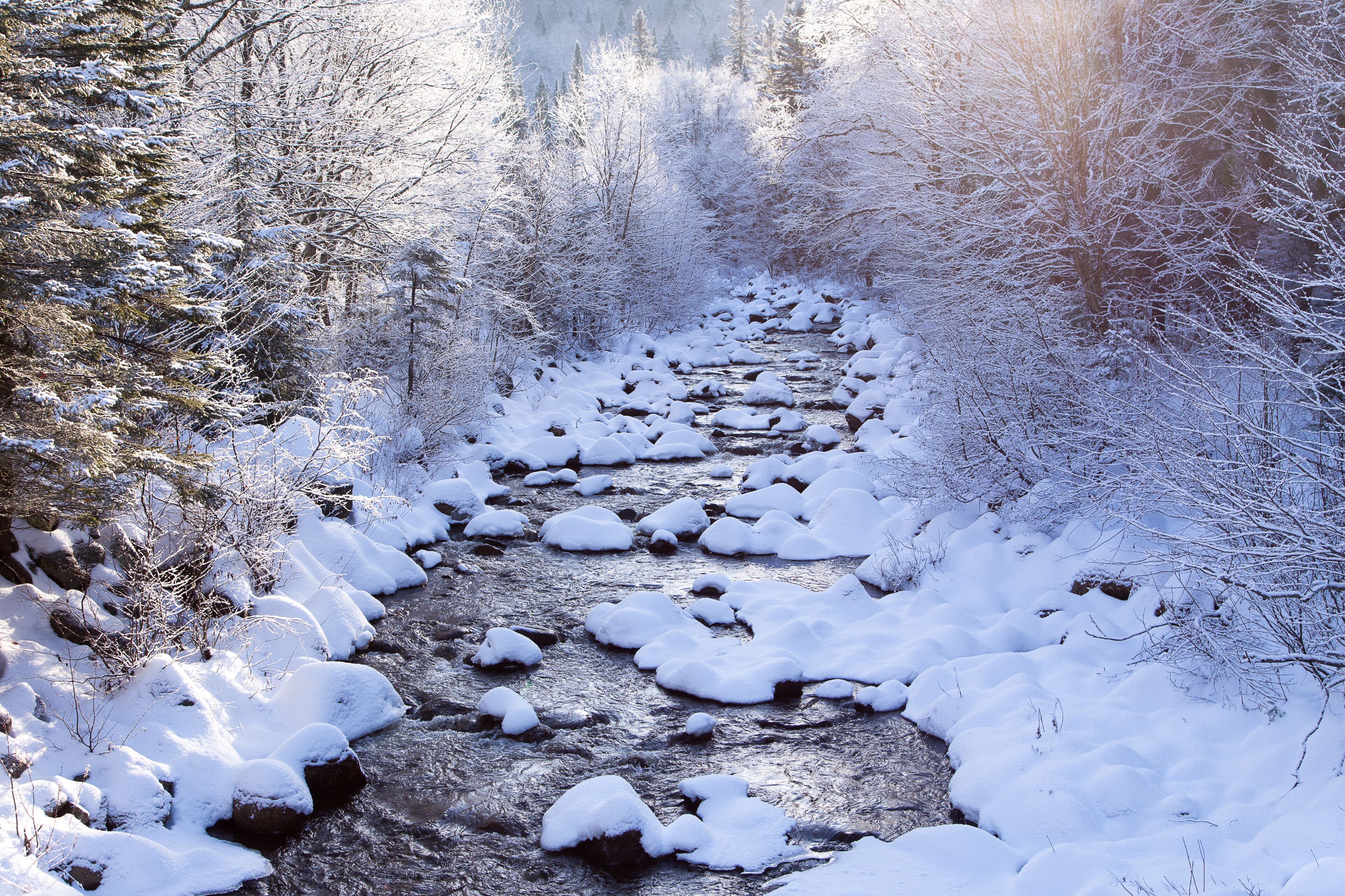 A snow-covered stream in a forest.
