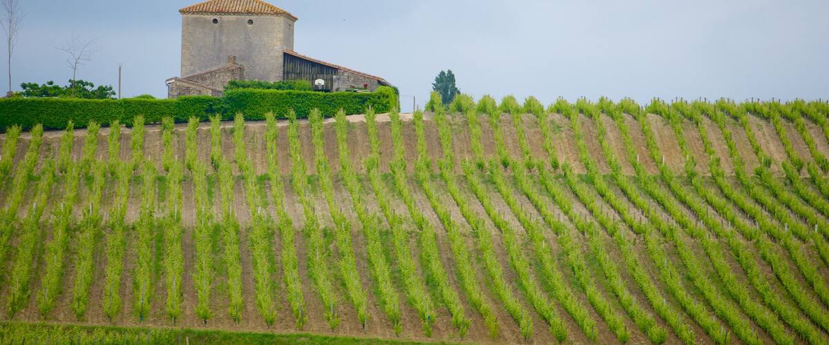A vineyard with rows of grapevines and a stone building with a tiled roof.
