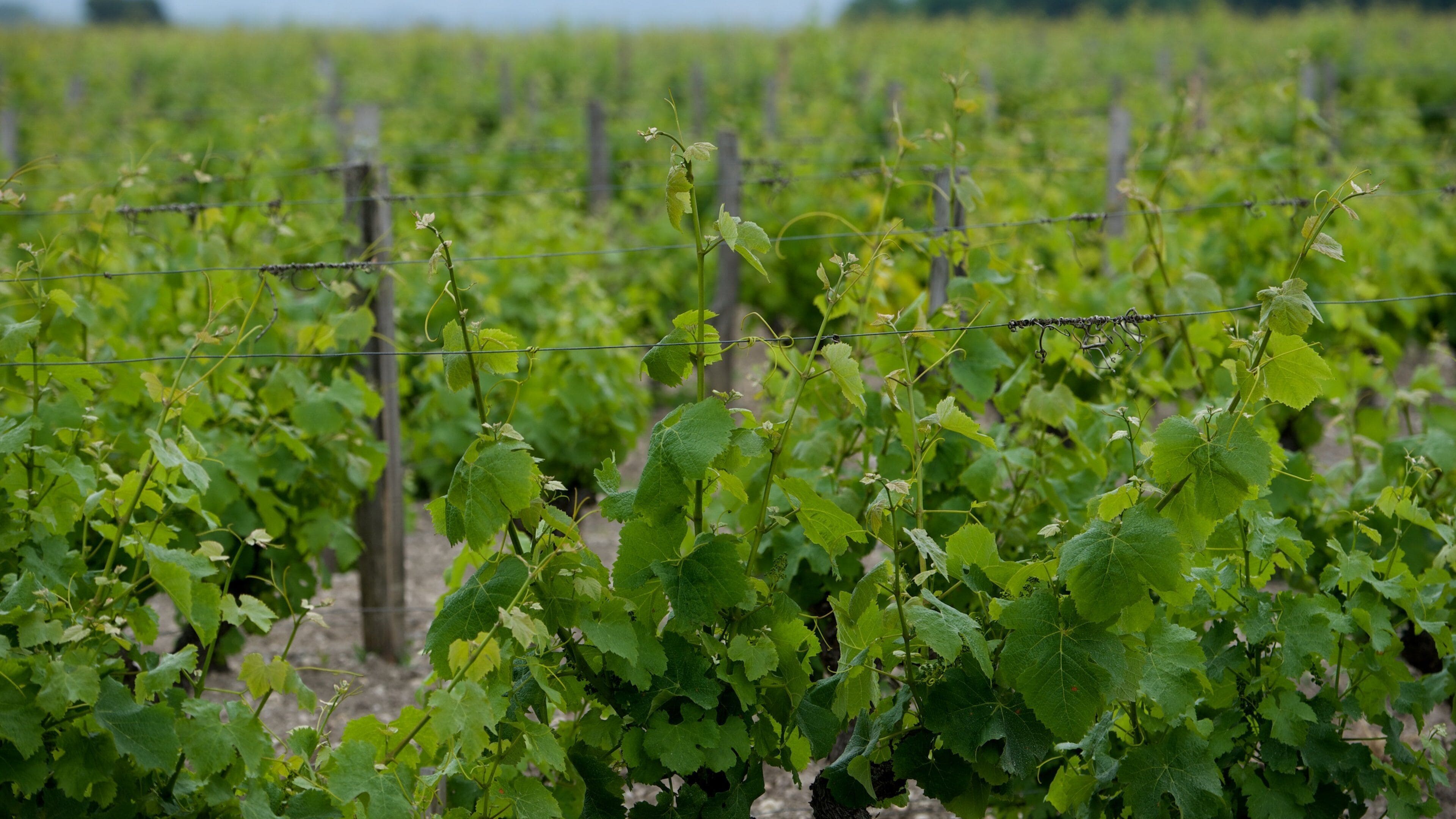 Región vinícola de Burdeos que incluye tierra de cultivo