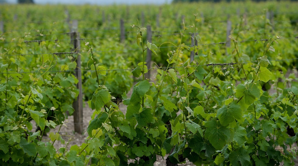 Región vinícola de Burdeos que incluye tierra de cultivo