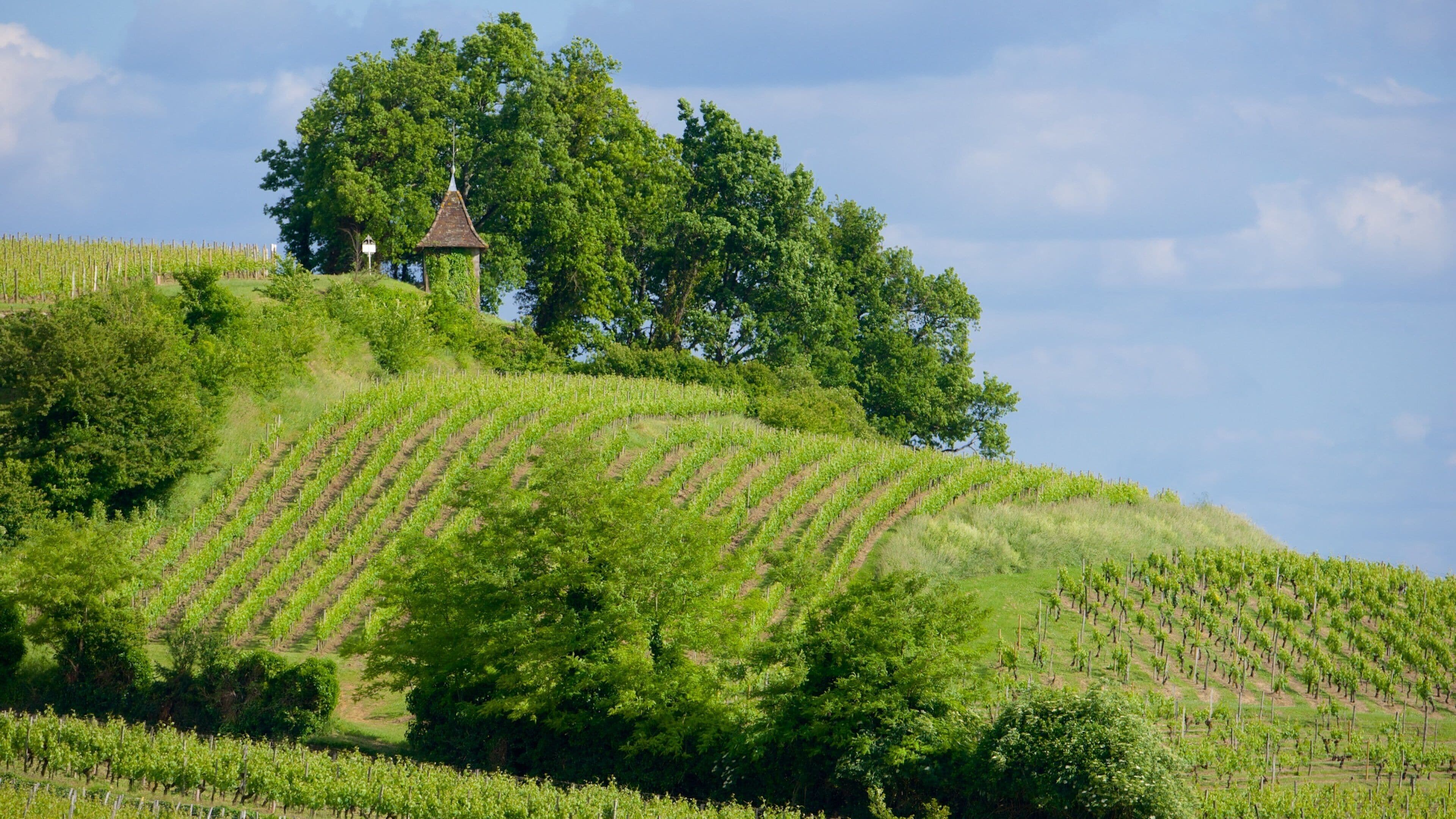 A vineyard on a hillside with rows of grapevines and a small tower.