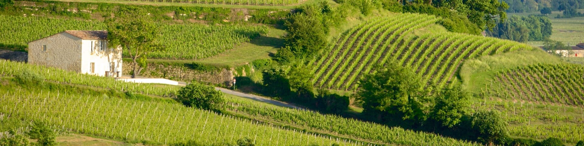 Région viticole de Bordeaux mettant en vedette panoramas