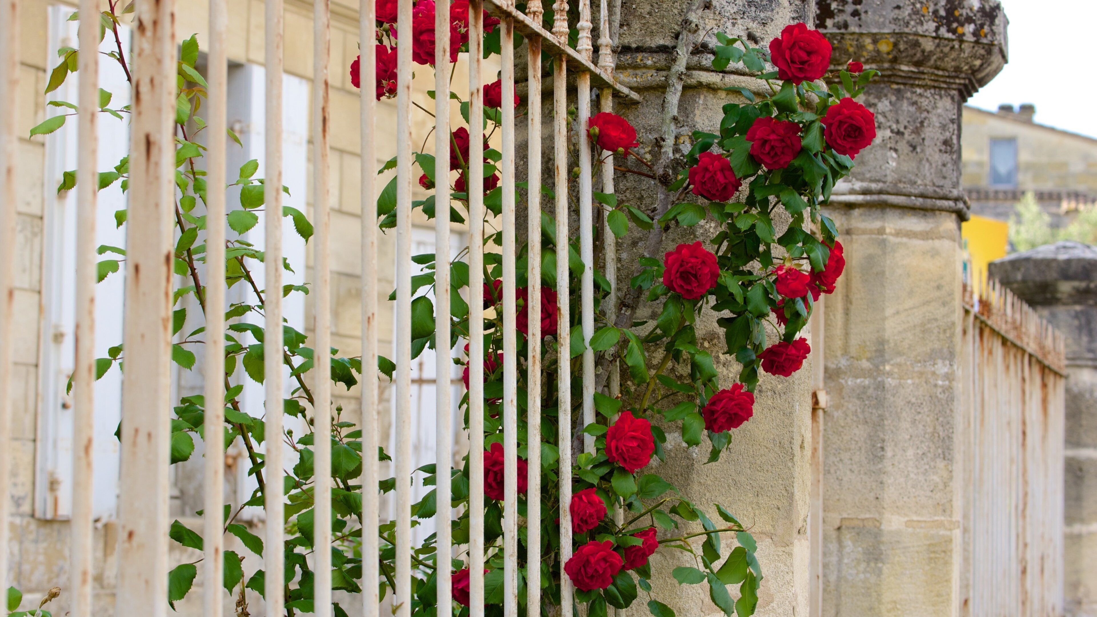 Bordeaux Weinregion das einen Blumen
