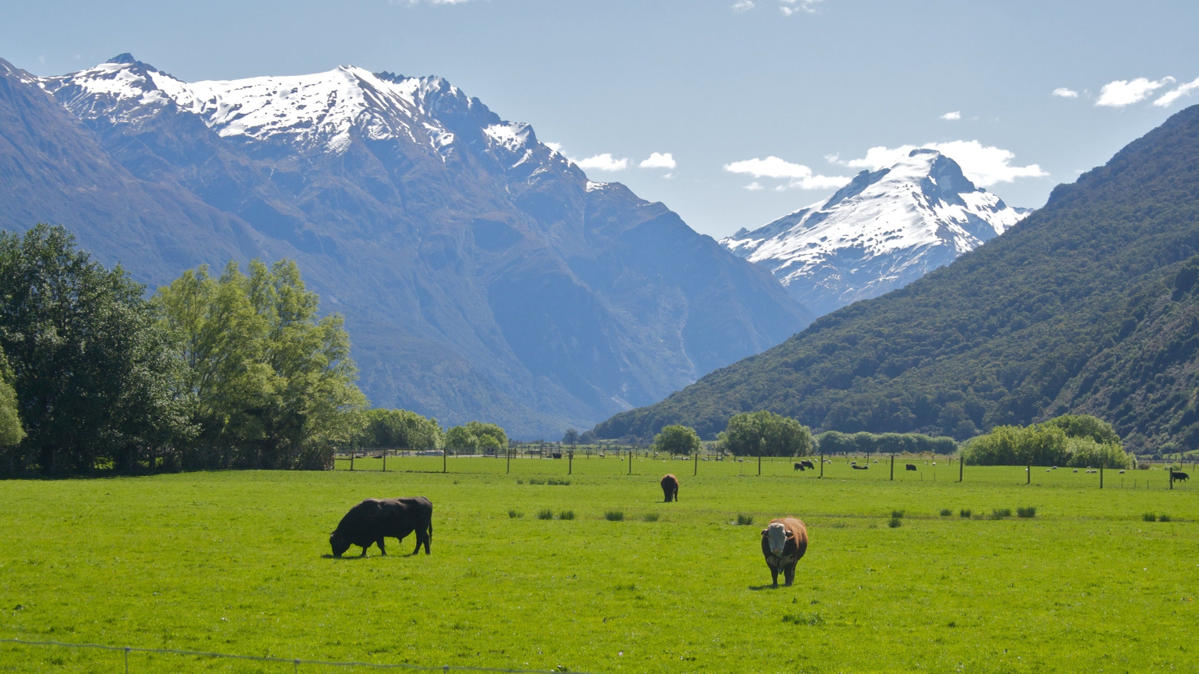 South Island som inkluderer fjell og landdyr