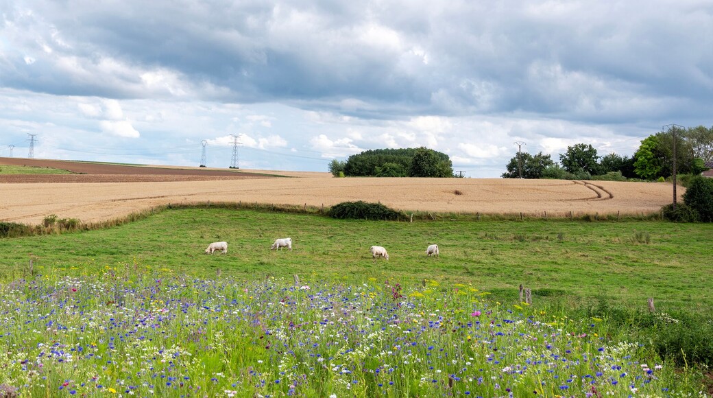 summer flowers and white cows in meadow between Laon and Saint-Quentin in the north of france
