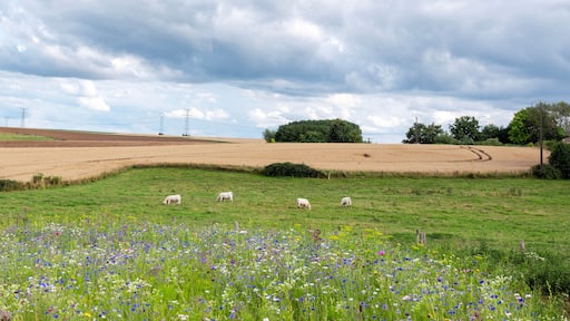 summer flowers and white cows in meadow between Laon and Saint-Quentin in the north of france