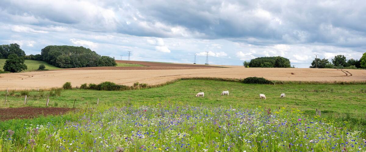 A rural landscape with a field of flowers, grazing sheep, rolling hills, and power lines in the distance.