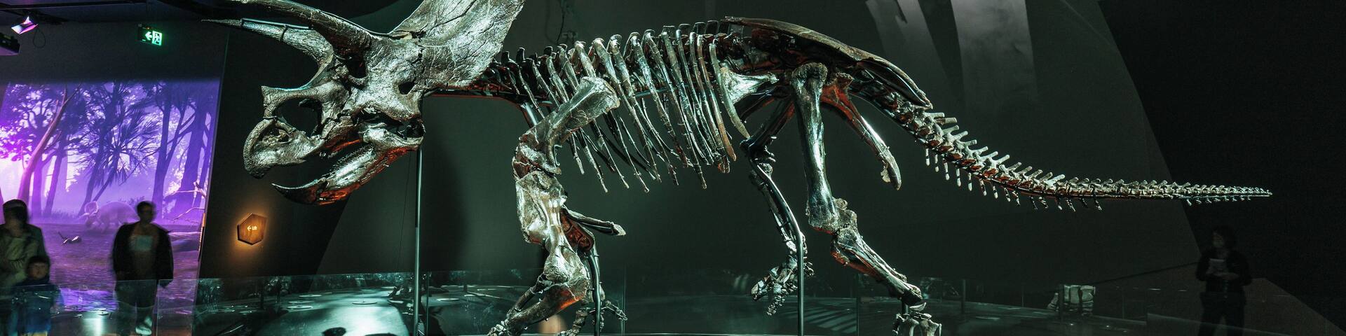 A large dinosaur skeleton exhibit in a museum.