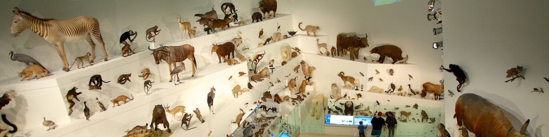 Melbourne Museum featuring interior views